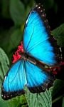 pic for Blue Butterfly